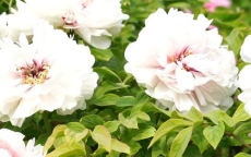 牡丹盛宴：洛阳之约，花海共舞