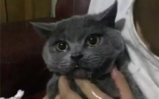 猫咪耐心耗尽，瞬间爆发萌态百出