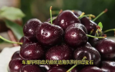 团购车厘子惊现陈年僵尸果，12箱水果成疑云