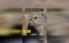 意外和解：死对头小猫的甜蜜贴贴瞬间