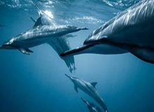 石狮溯源：靖国神社前的中国石狮历史探寻