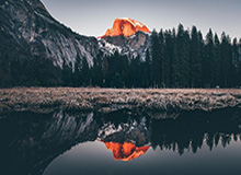 生命树倒计时：探寻自然奥秘的绿色征程